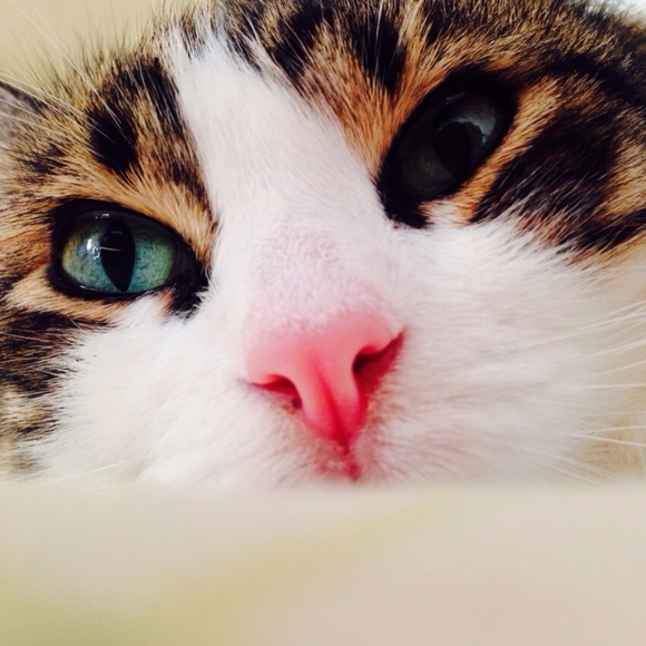 Meet your Posher, Raj izabela - Picture 1 of 1